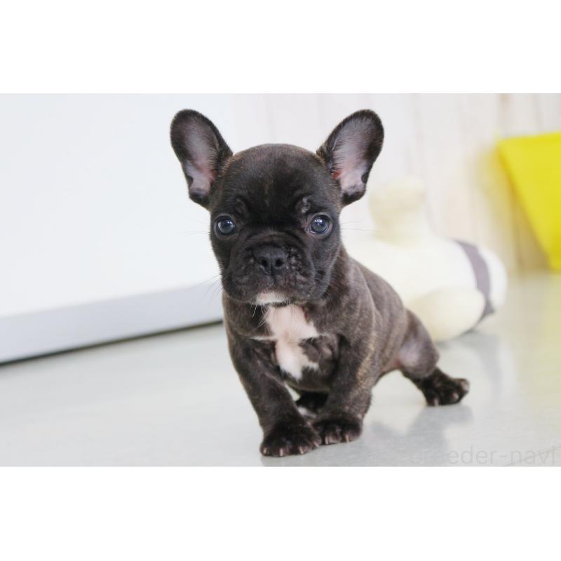販売中の京都府のフレンチブルドッグ-426767の9枚目