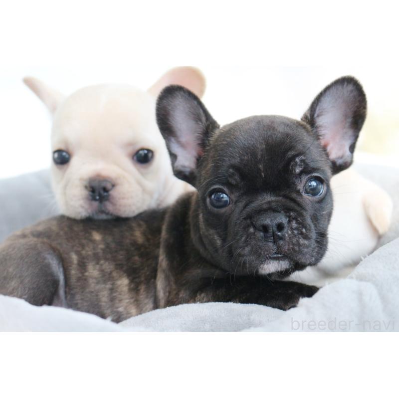 販売中の京都府のフレンチブルドッグ-426767の8枚目