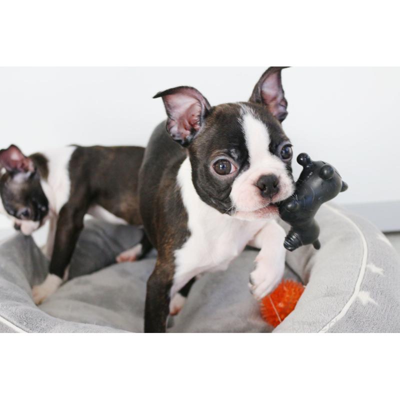 販売中の京都府のボストンテリア-420386の7枚目