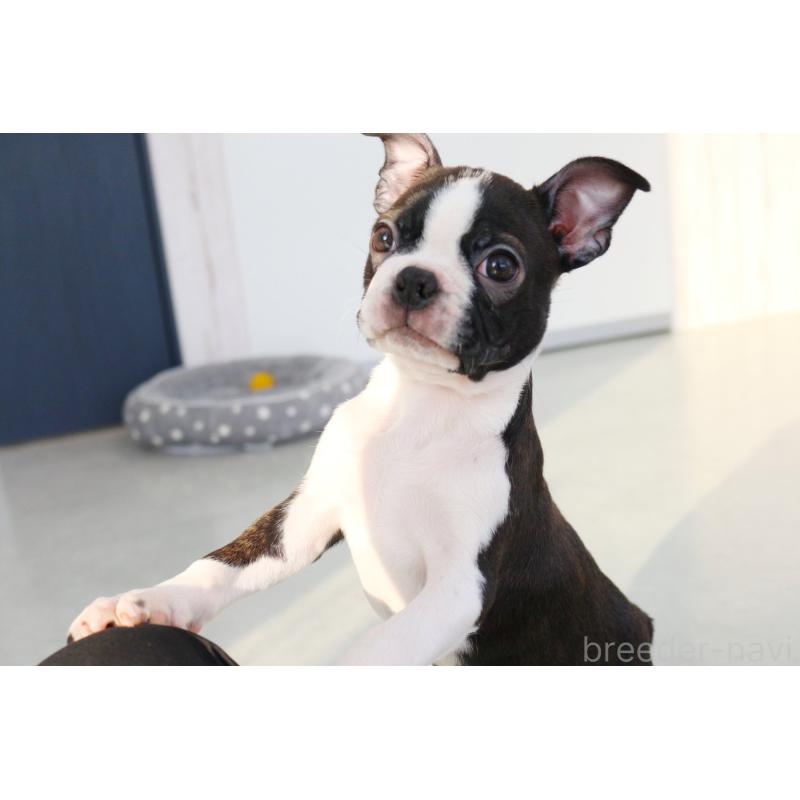 販売中の京都府のボストンテリア-420386の6枚目