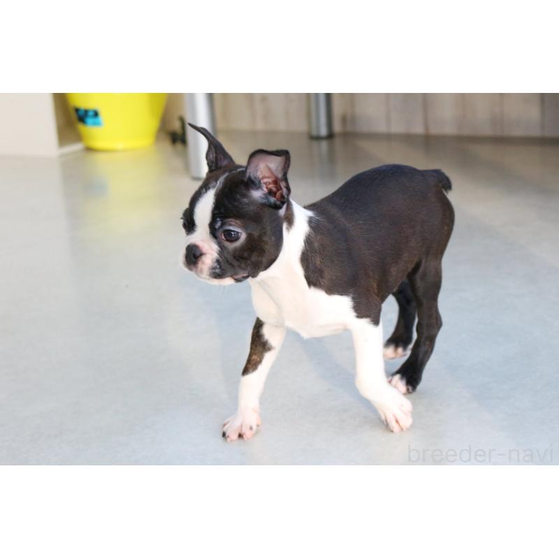 販売中の京都府のボストンテリア-420386の3枚目