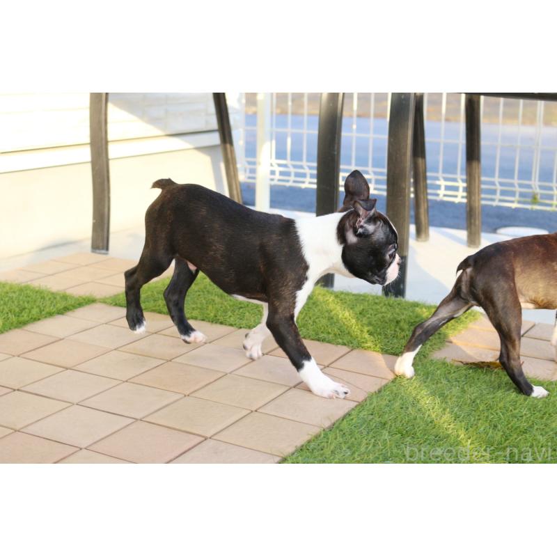 販売中の京都府のボストンテリア-420386の2枚目