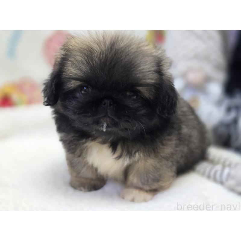 販売中の香川県のペキニーズ-429592の15枚目