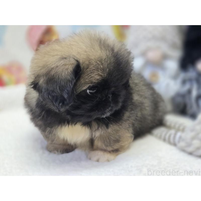 販売中の香川県のペキニーズ-429592の14枚目
