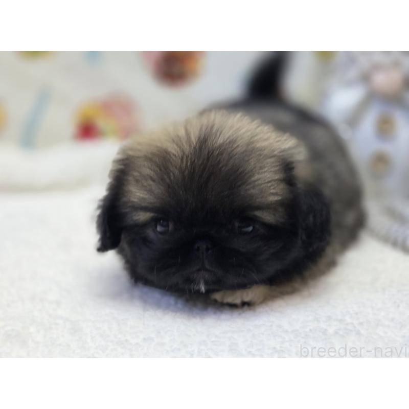 販売中の香川県のペキニーズ-429592の13枚目