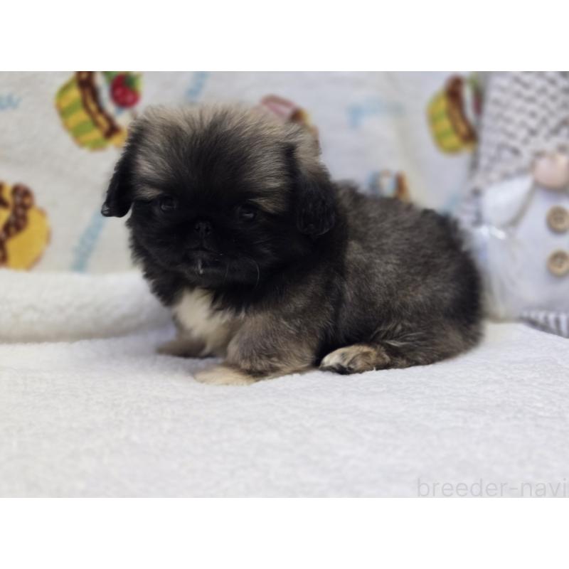 販売中の香川県のペキニーズ-429592の11枚目