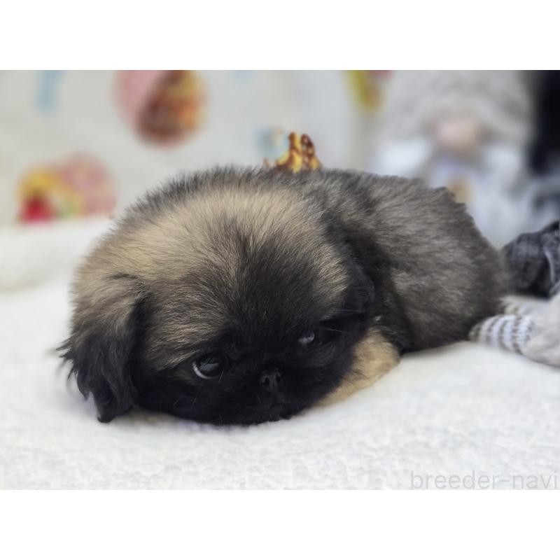 販売中の香川県のペキニーズ-429592の10枚目