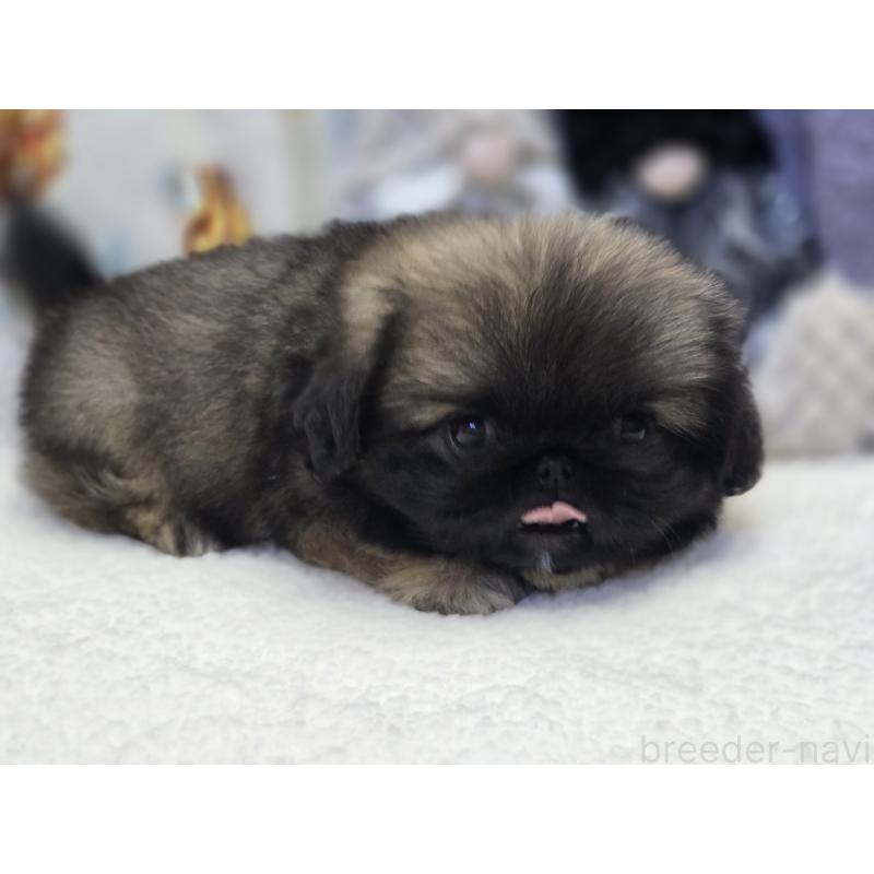 販売中の香川県のペキニーズ-429592の9枚目