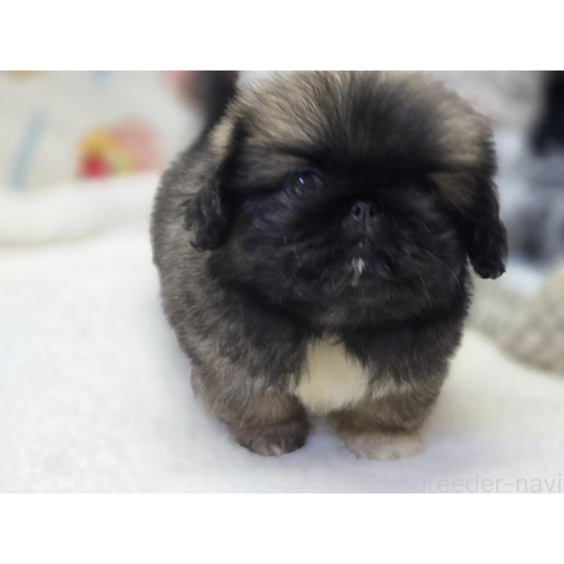 販売中の香川県のペキニーズ-429592の8枚目