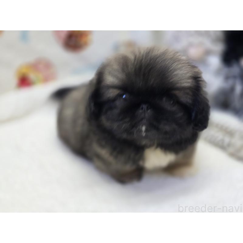 販売中の香川県のペキニーズ-429592の7枚目