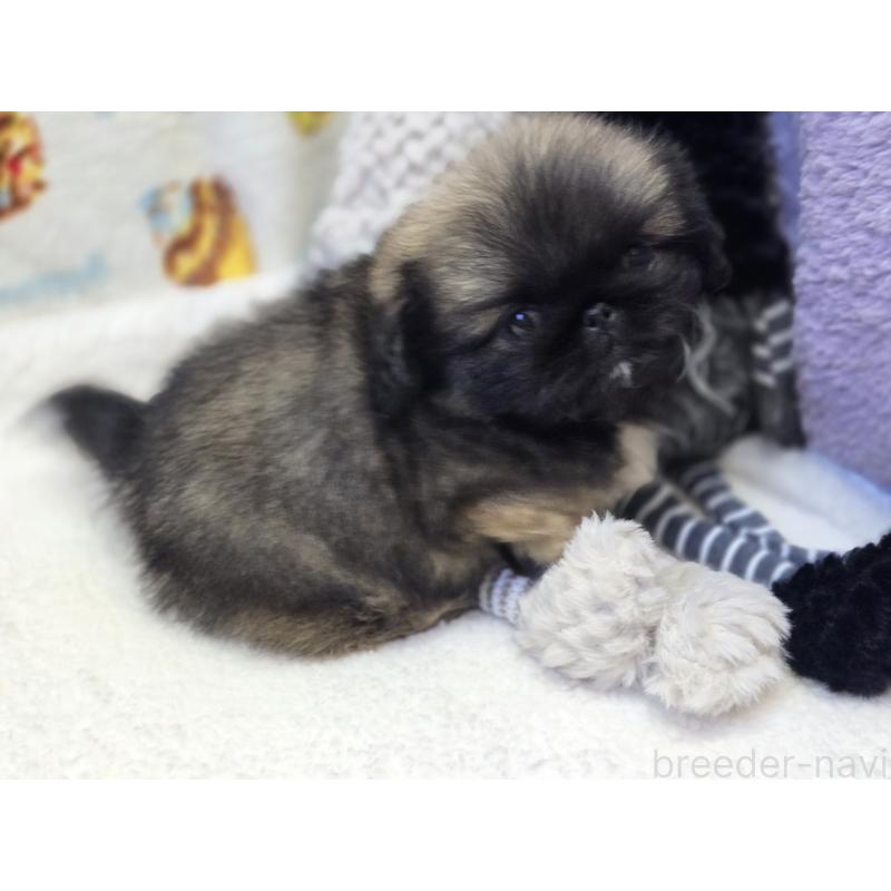 販売中の香川県のペキニーズ-429592の6枚目