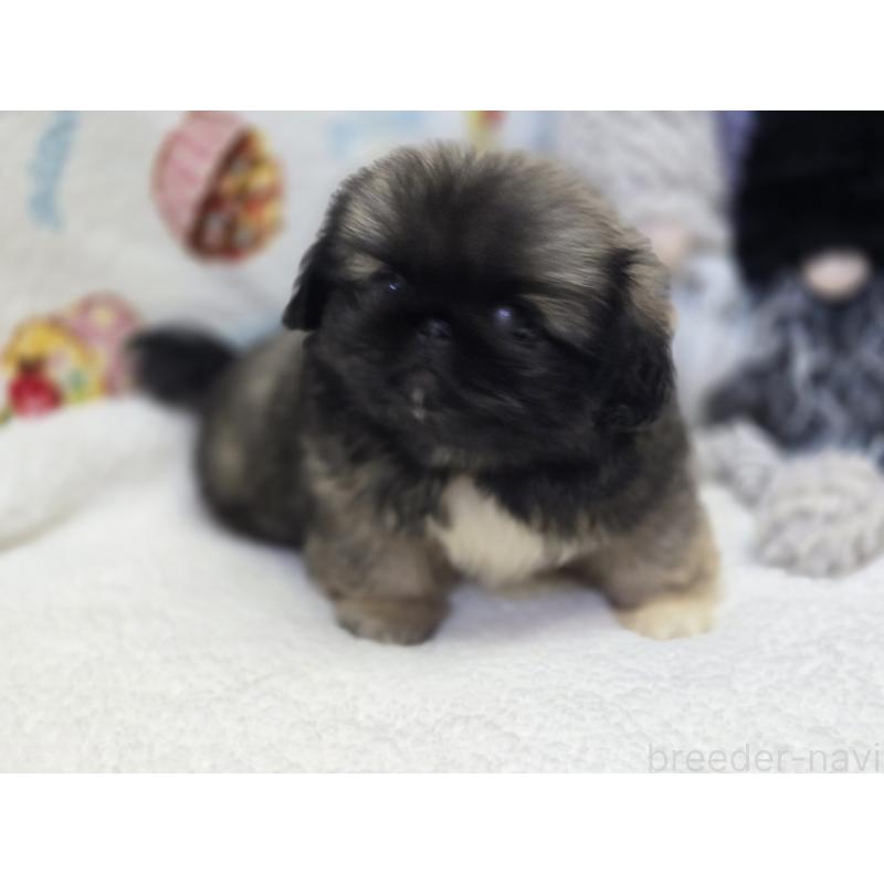 販売中の香川県のペキニーズ-429592の5枚目