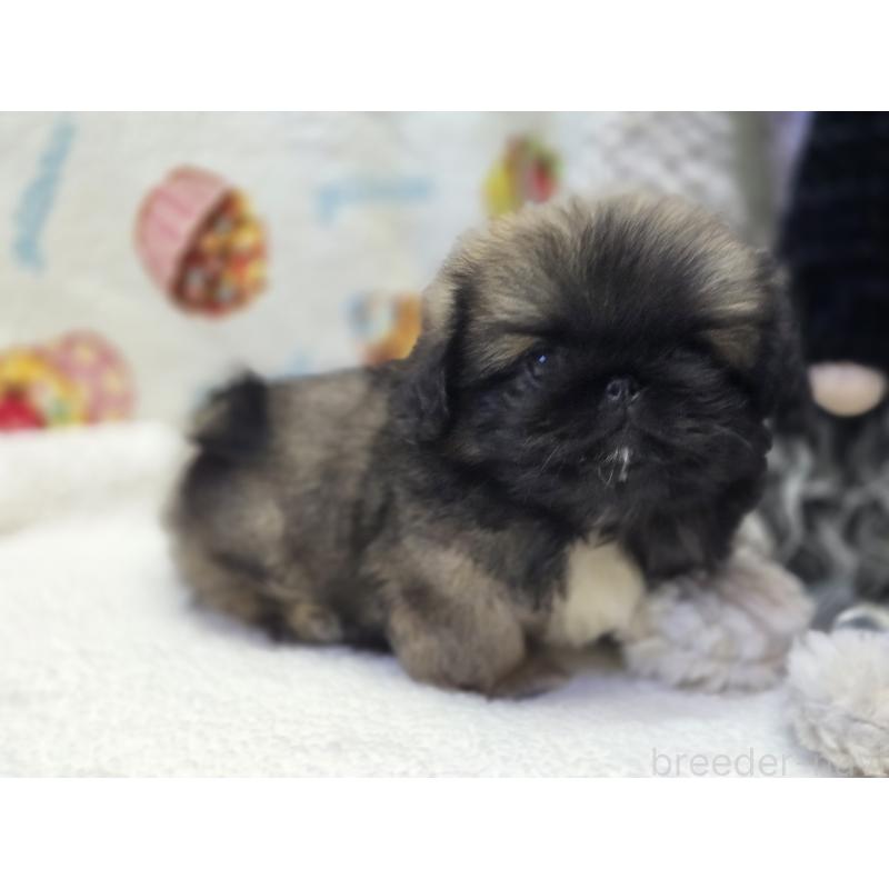 販売中の香川県のペキニーズ-429592の4枚目