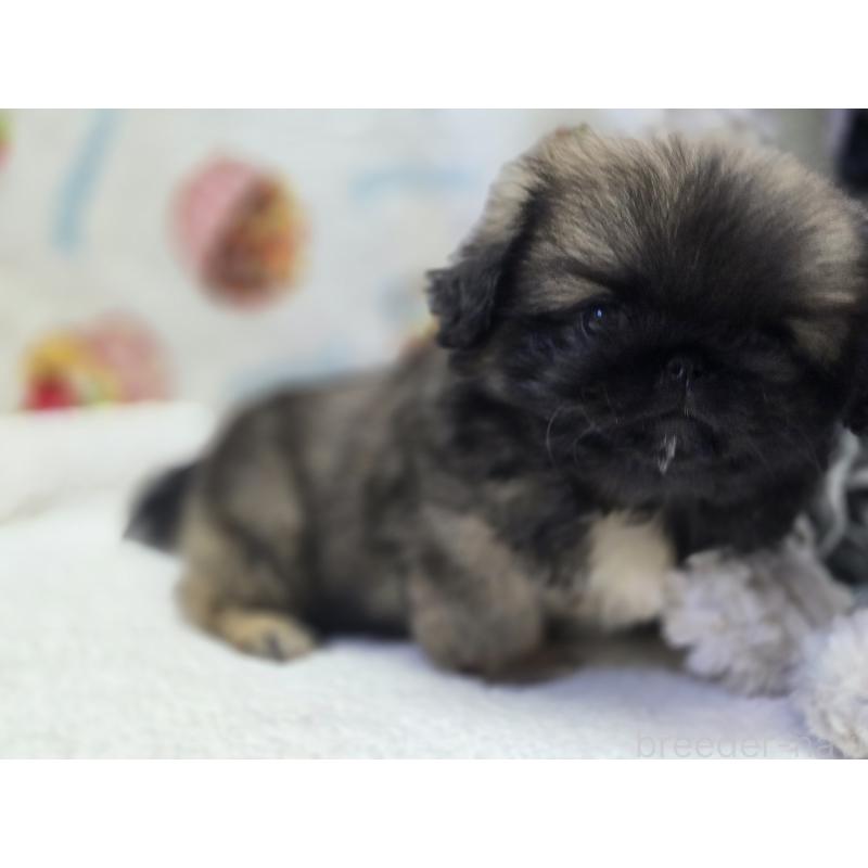 販売中の香川県のペキニーズ-429592の3枚目