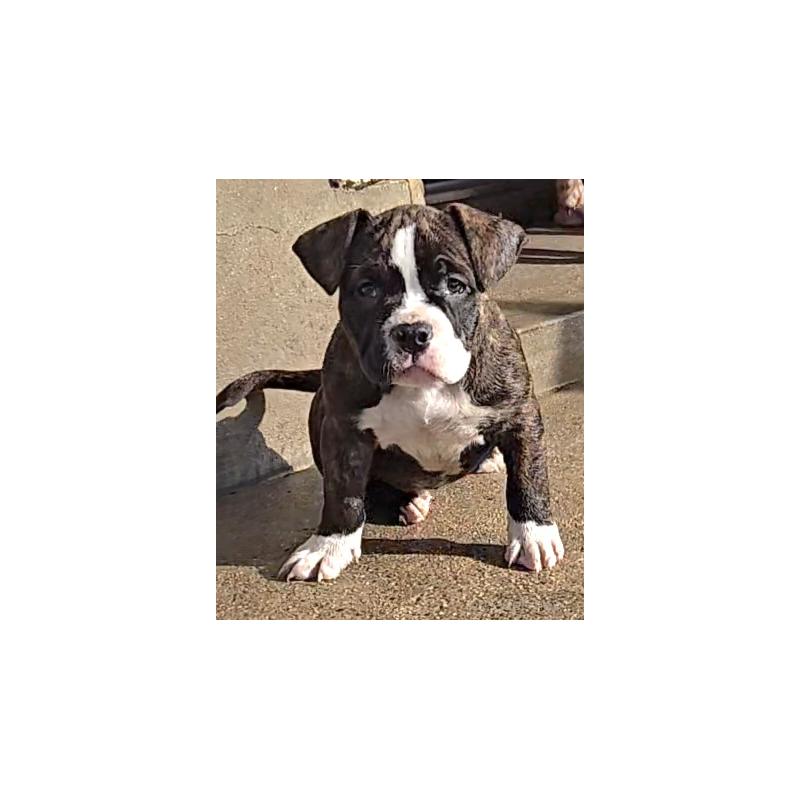 販売中の福岡県のアメリカンブリー-421825