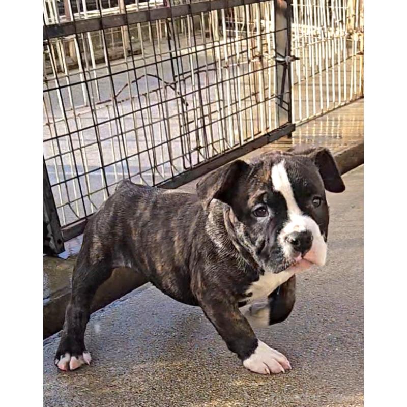 販売中の福岡県のアメリカンブリー-421825の7枚目