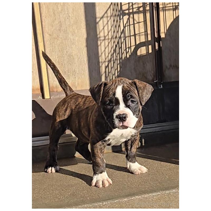 販売中の福岡県のアメリカンブリー-421825の5枚目