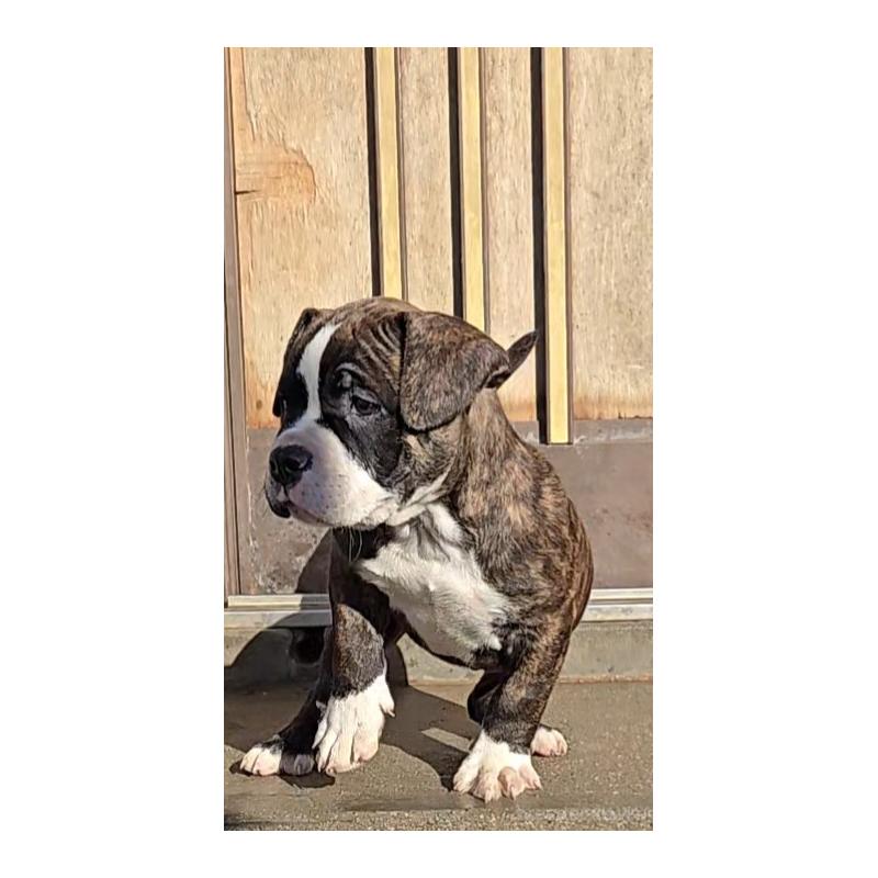 販売中の福岡県のアメリカンブリー-421825の6枚目