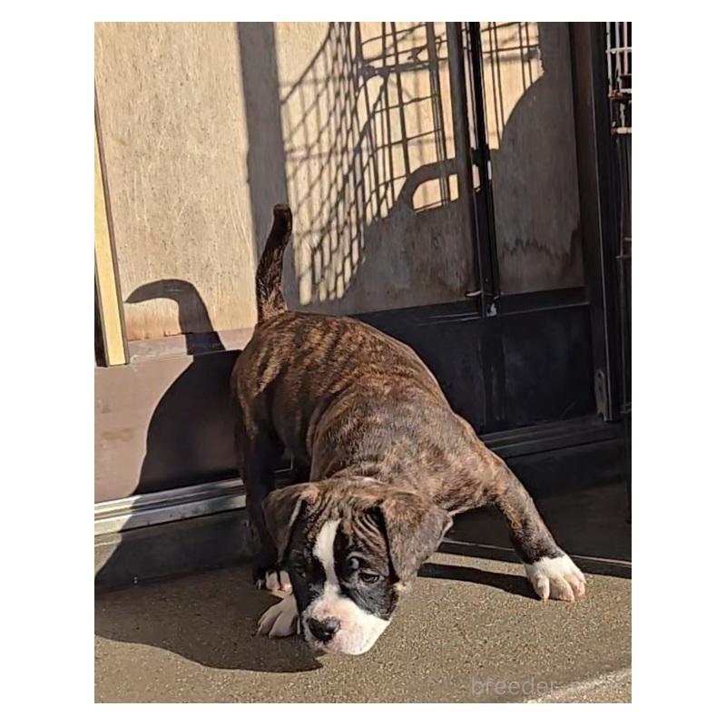 販売中の福岡県のアメリカンブリー-421825の4枚目