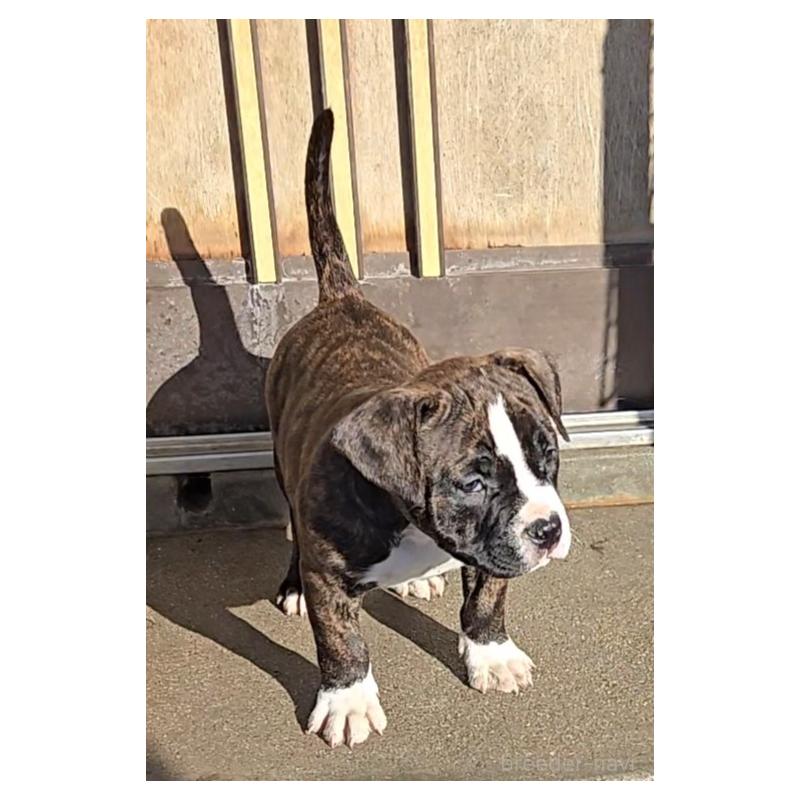 販売中の福岡県のアメリカンブリー-421825の3枚目