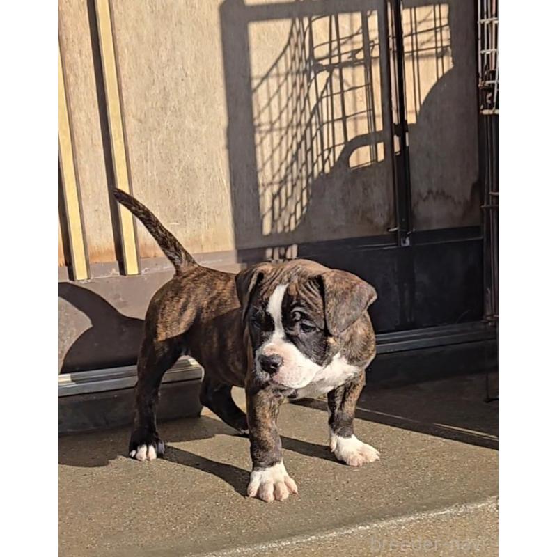 販売中の福岡県のアメリカンブリー-421825の2枚目