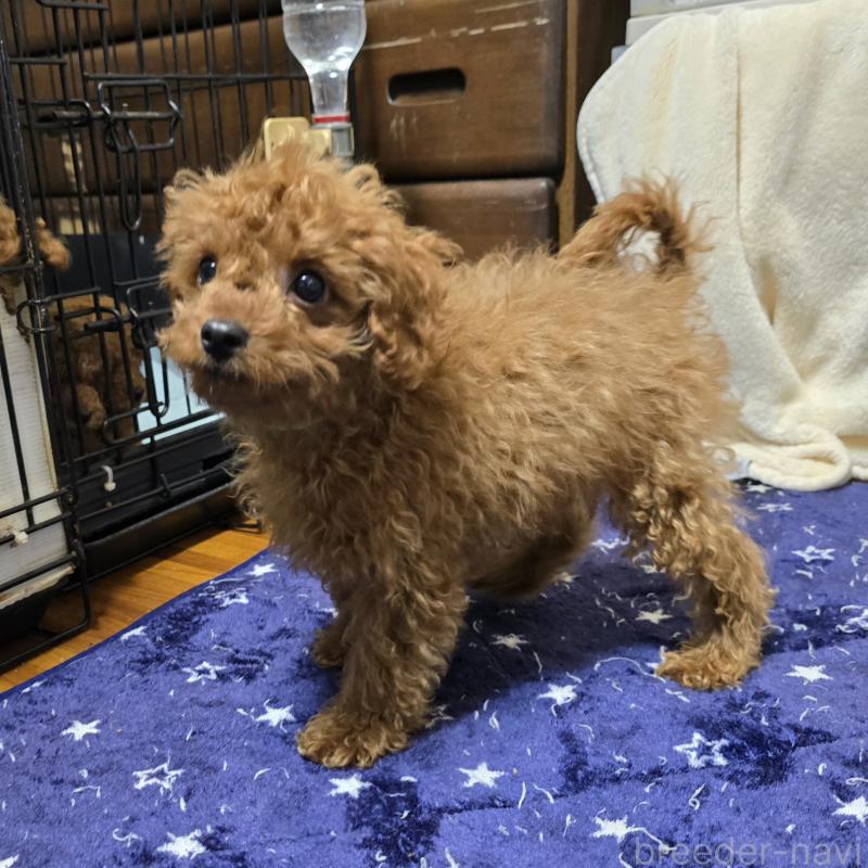 販売中の岡山県のトイプードル-411590の2枚目