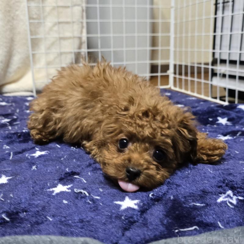 販売中の岡山県のトイプードル-411591