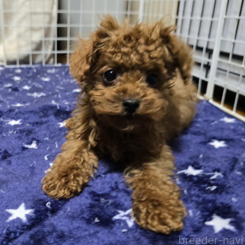 販売中の岡山県のトイプードル-411591の3枚目