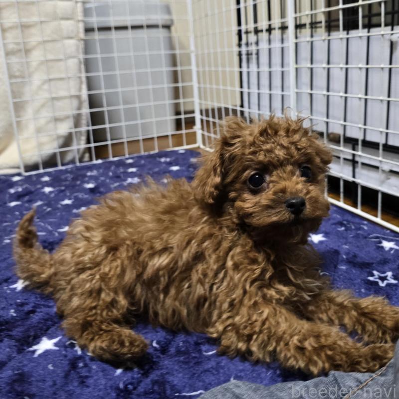 販売中の岡山県のトイプードル-411591の2枚目