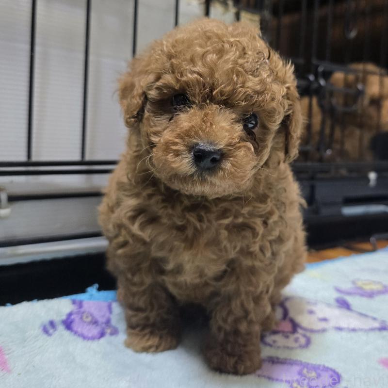 商談中の岡山県のトイプードル-425743の8枚目