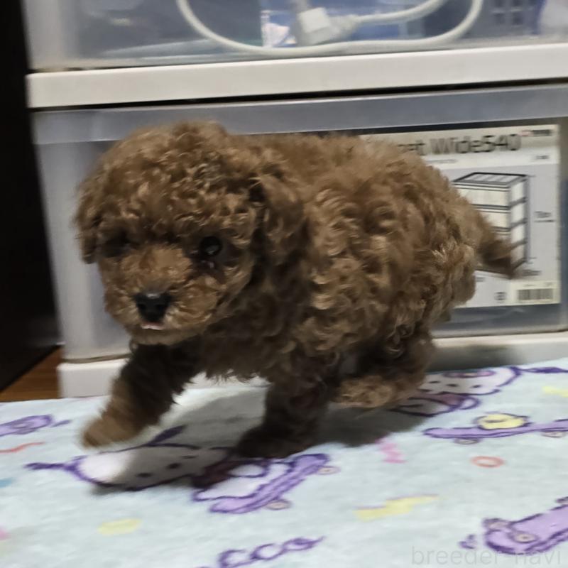 商談中の岡山県のトイプードル-425743の7枚目