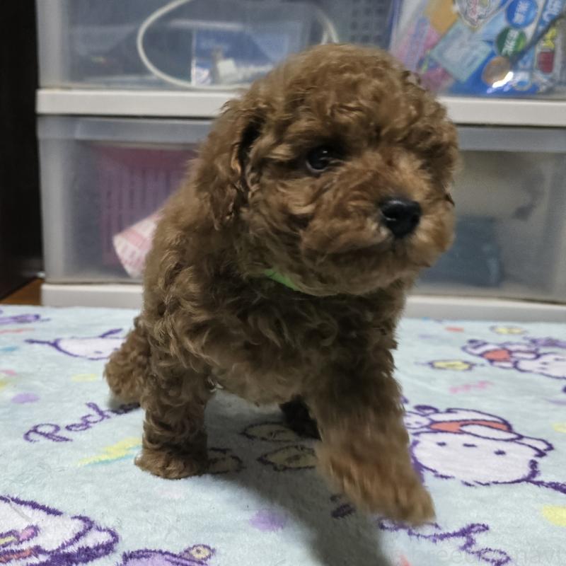 商談中の岡山県のトイプードル-425743の6枚目