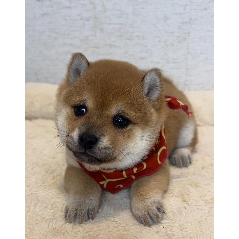 販売中の茨城県の豆柴-429593の4枚目