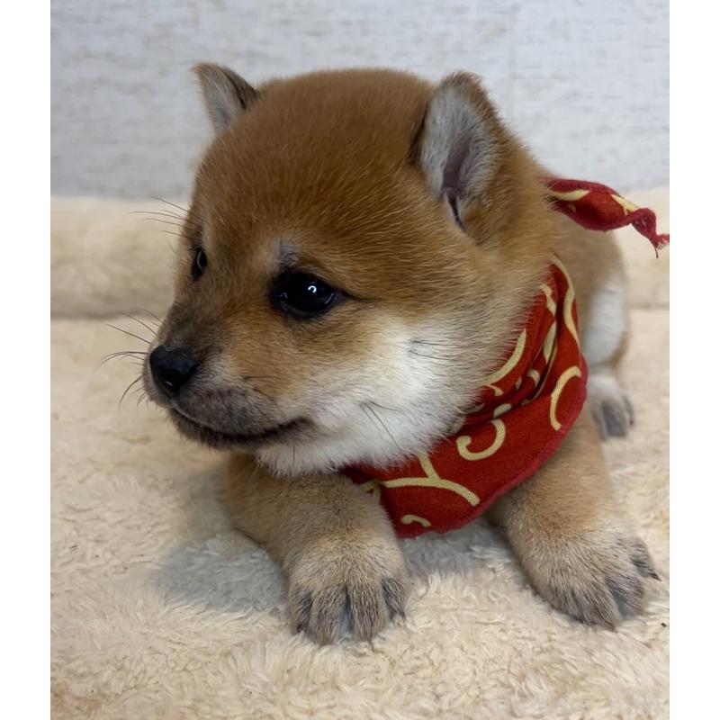 販売中の茨城県の豆柴-429593の3枚目