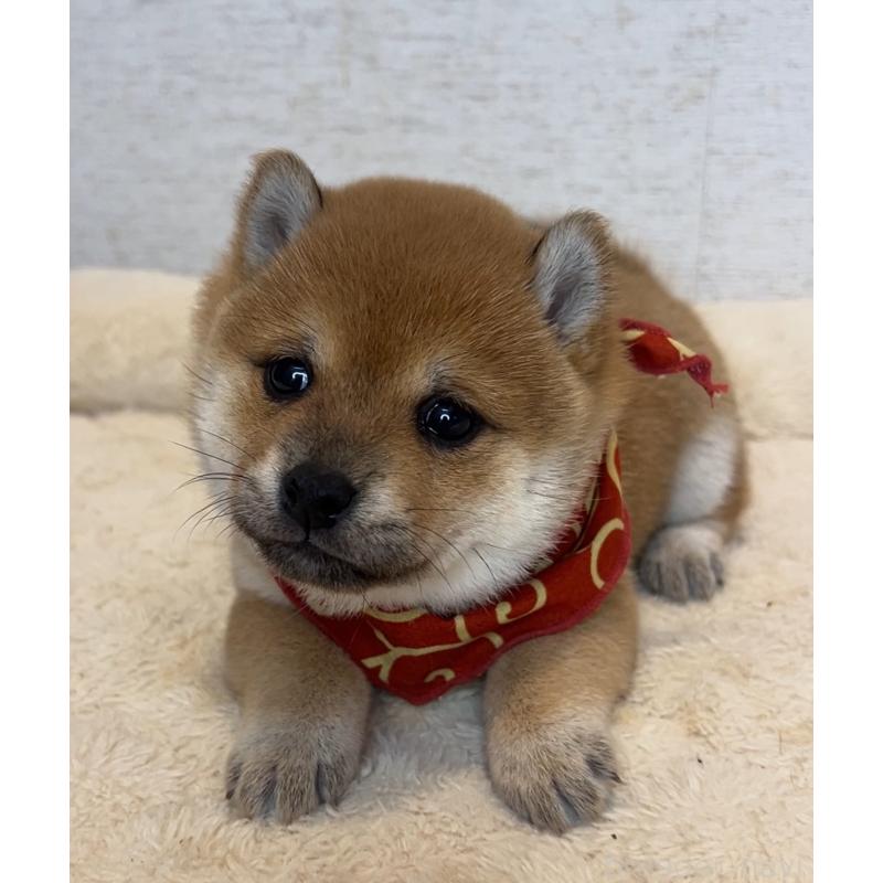 販売中の茨城県の豆柴-429593の2枚目