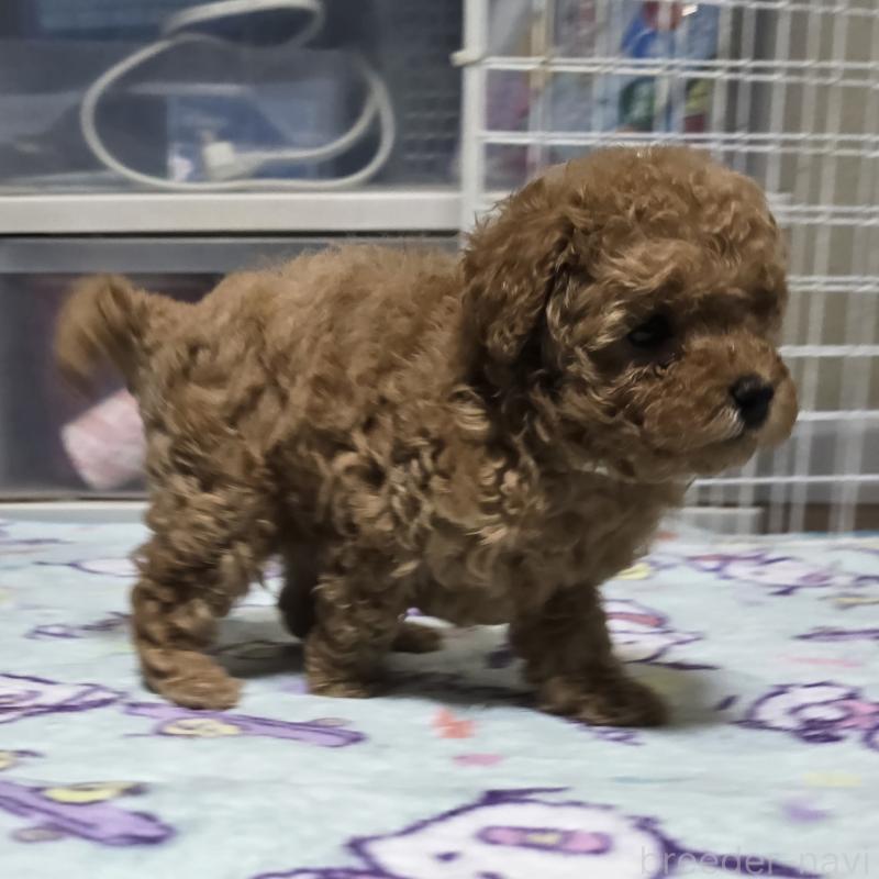 販売中の岡山県のトイプードル-425744の15枚目