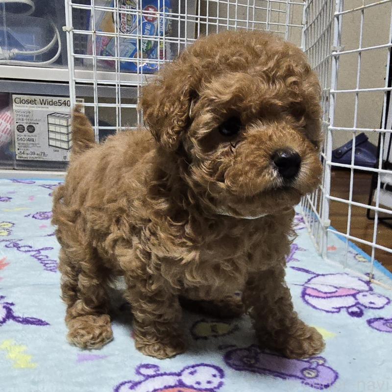 販売中の岡山県のトイプードル-425744の14枚目