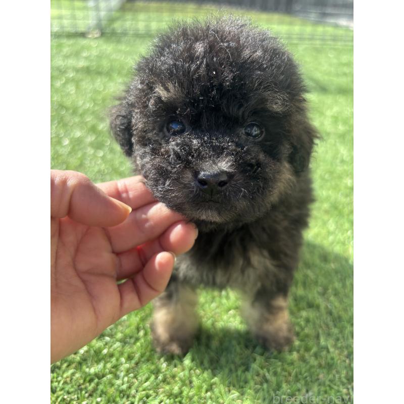 販売中の熊本県のタイニープードル-429594の3枚目