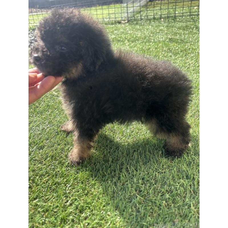 販売中の熊本県のタイニープードル-429594の2枚目