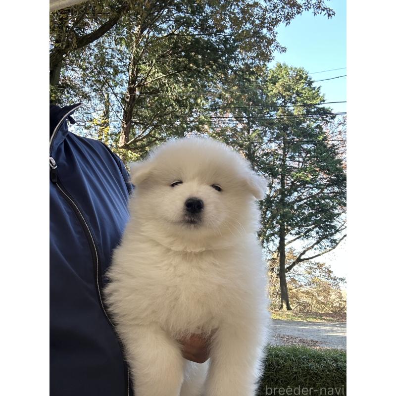 成約済の栃木県のサモエド-425775の2枚目