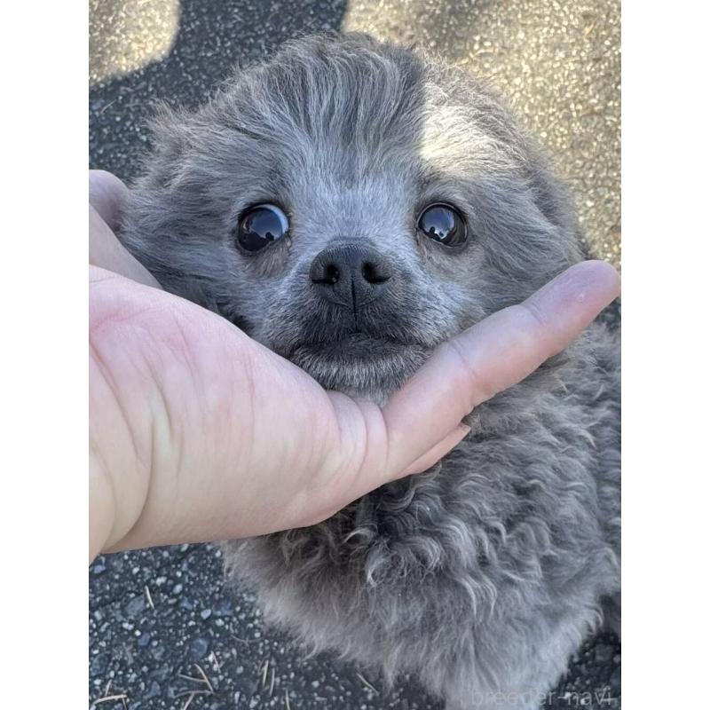 販売中の長野県のティーカッププードル-429597の5枚目