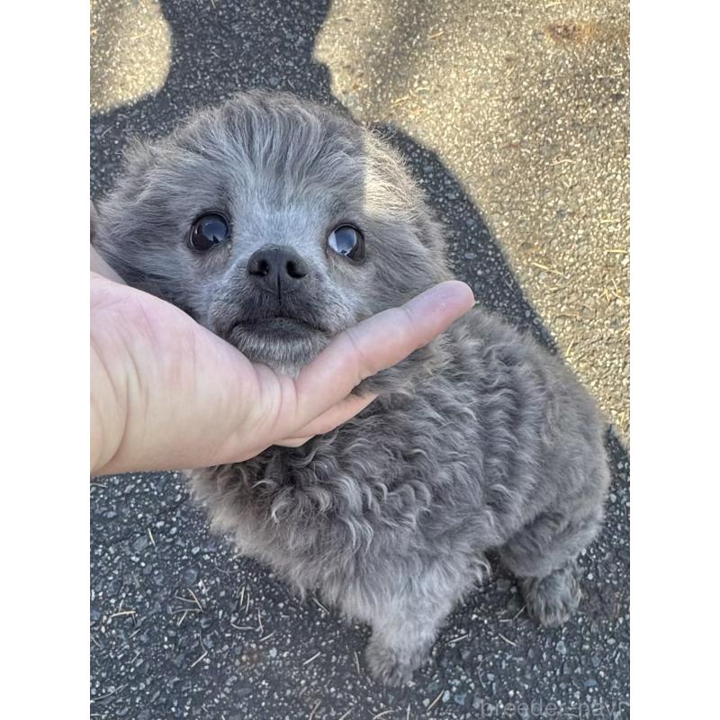 販売中の長野県のティーカッププードル-429597の4枚目