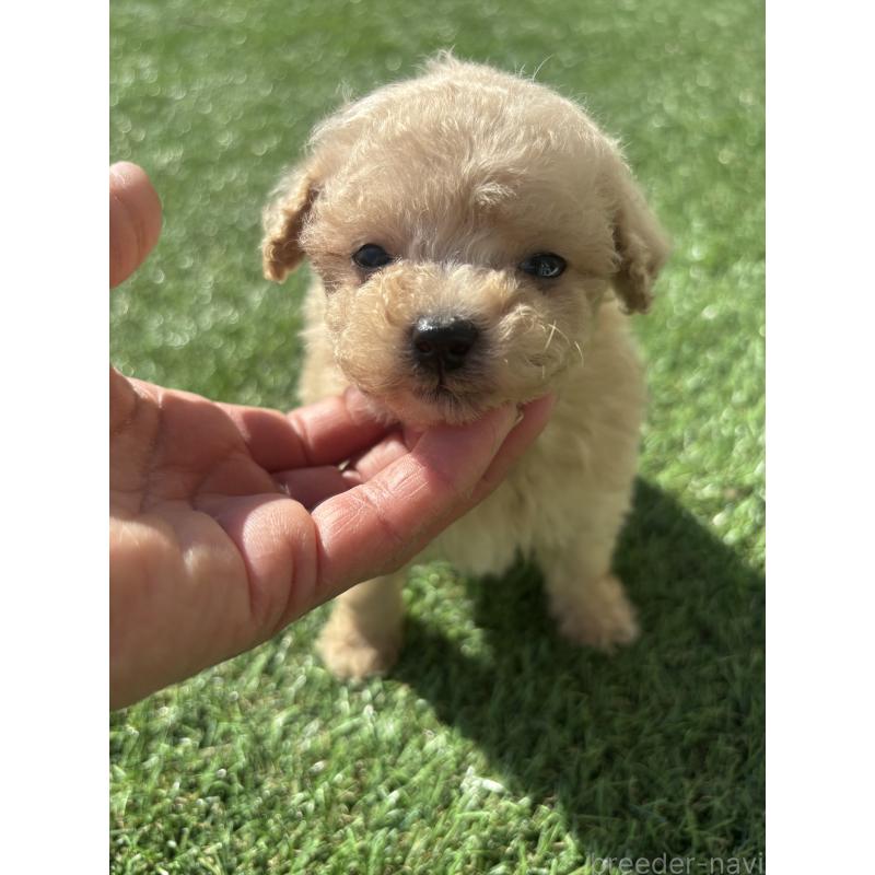 販売中の熊本県のポメプー:ポメラニアン×トイプードル-429596の3枚目