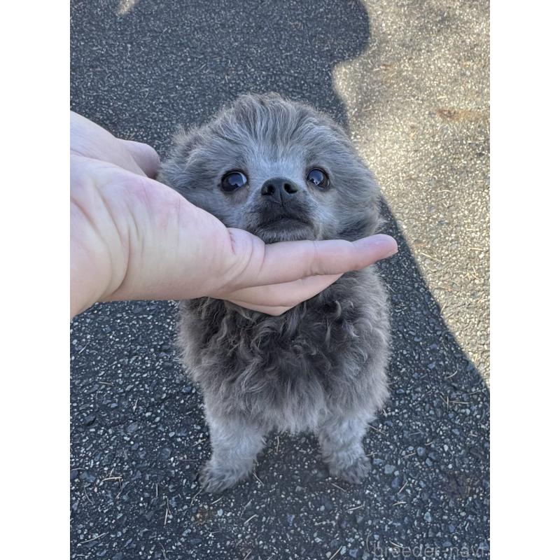 販売中の長野県のティーカッププードル-429597の3枚目