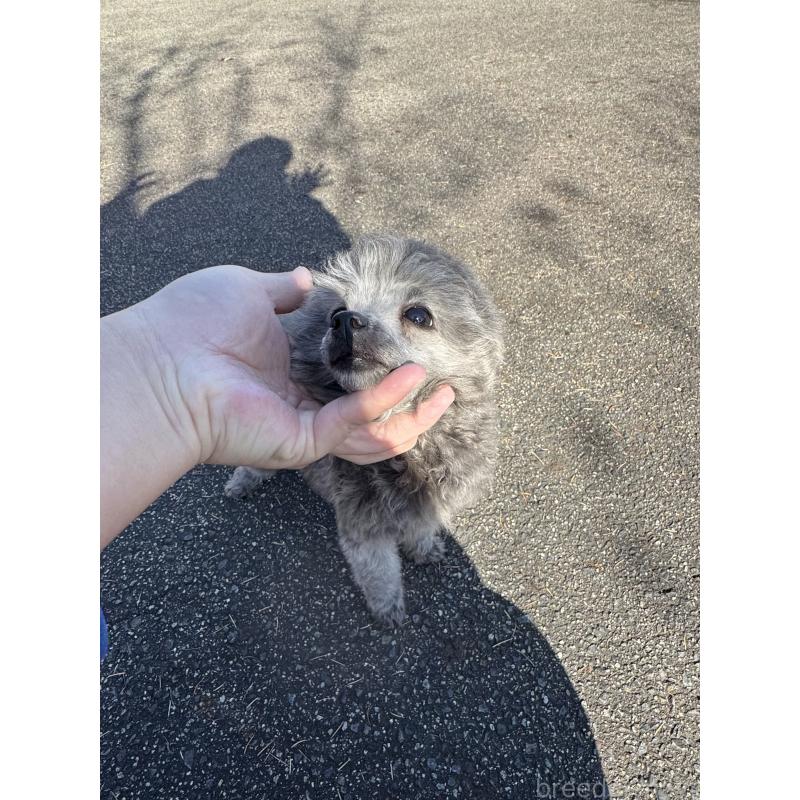 販売中の長野県のティーカッププードル-429597の2枚目