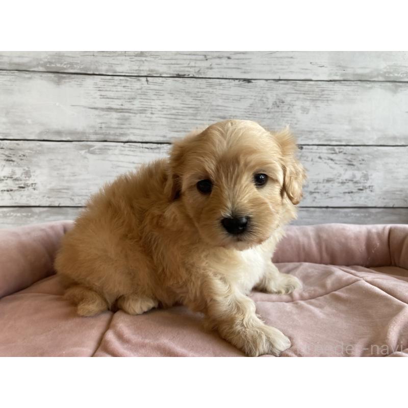 販売中の北海道のマルプー:マルチーズ×トイプードル-429595の6枚目