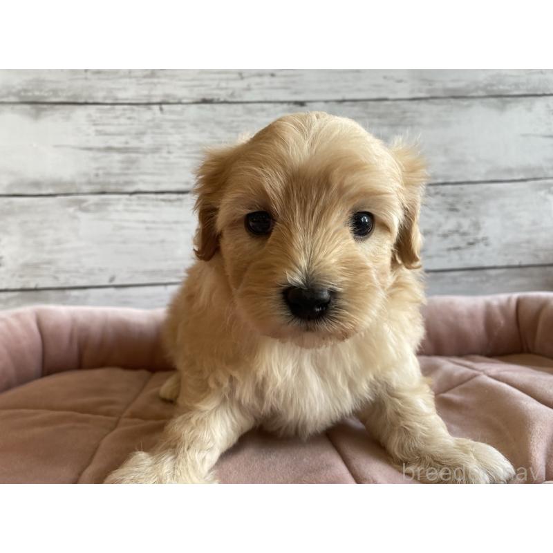 販売中の北海道のマルプー:マルチーズ×トイプードル-429595の5枚目