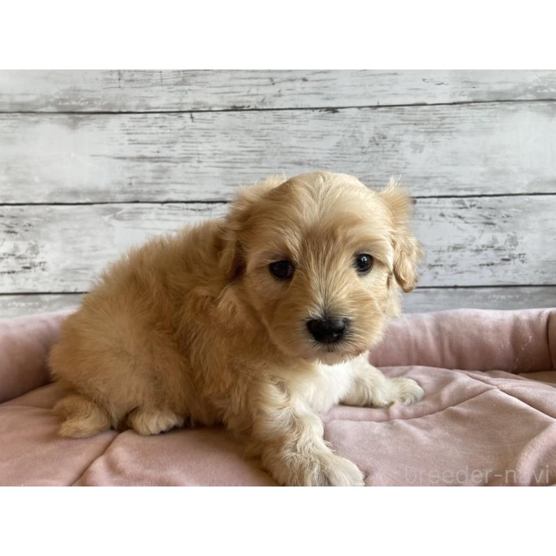 販売中の北海道のマルプー:マルチーズ×トイプードル-429595の4枚目