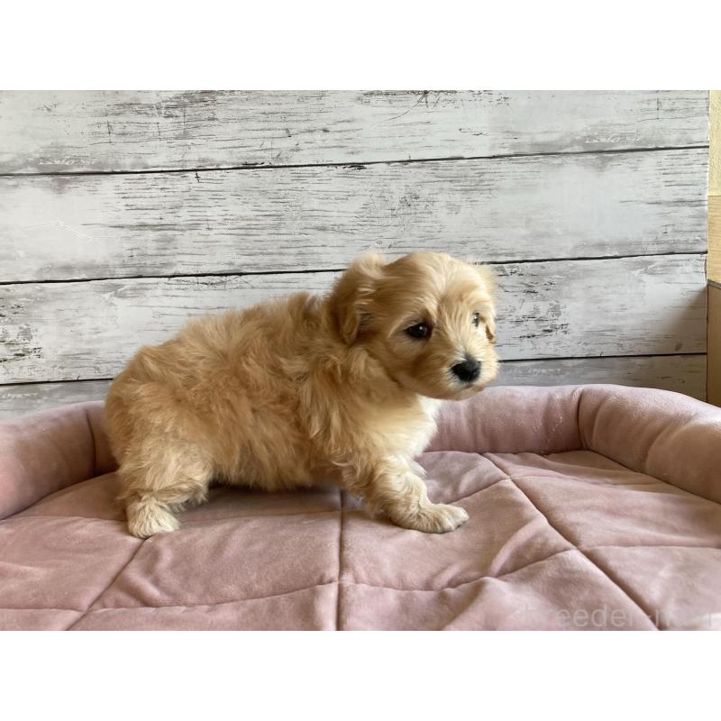 販売中の北海道のマルプー:マルチーズ×トイプードル-429595の3枚目