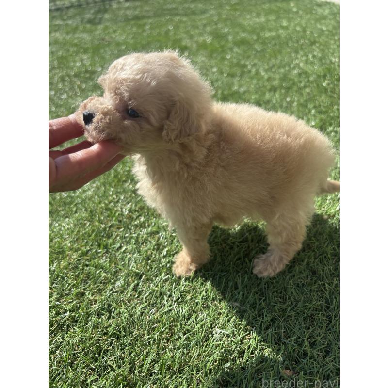 販売中の熊本県のポメプー:ポメラニアン×トイプードル-429596の2枚目